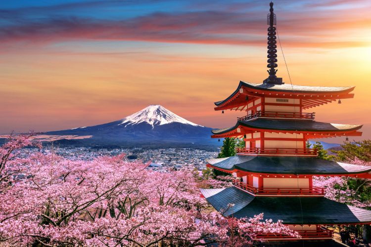 Cherry blossoms spring chureito pagoda fuji mountain